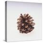 Pinecone-DLILLC-Stretched Canvas