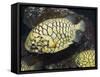 Pineconefish, Seattle Aquarium, USA-Georgette Douwma-Framed Stretched Canvas