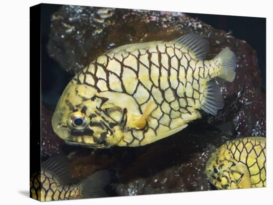 Pineconefish, Seattle Aquarium, USA-Georgette Douwma-Stretched Canvas