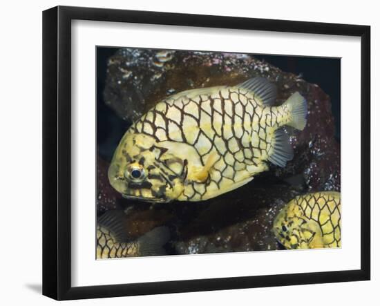 Pineconefish, Seattle Aquarium, USA-Georgette Douwma-Framed Photographic Print