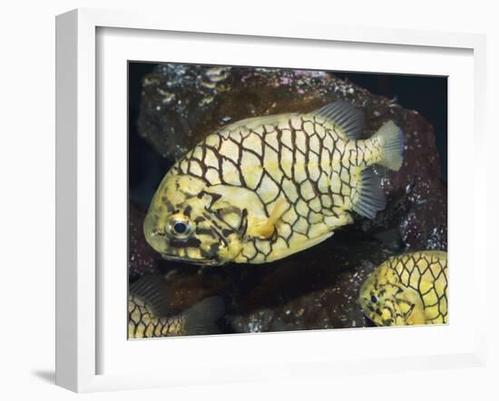 Pineconefish, Seattle Aquarium, USA-Georgette Douwma-Framed Photographic Print