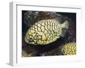 Pineconefish, Seattle Aquarium, USA-Georgette Douwma-Framed Photographic Print