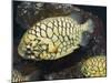 Pineconefish, Seattle Aquarium, USA-Georgette Douwma-Mounted Photographic Print