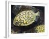 Pineconefish, Seattle Aquarium, USA-Georgette Douwma-Framed Photographic Print