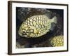 Pineconefish, Seattle Aquarium, USA-Georgette Douwma-Framed Photographic Print