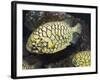 Pineconefish, Seattle Aquarium, USA-Georgette Douwma-Framed Photographic Print