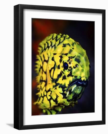 Pineconefish-Barathieu Gabriel-Framed Giclee Print