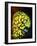 Pineconefish-Barathieu Gabriel-Framed Giclee Print