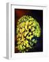 Pineconefish-Barathieu Gabriel-Framed Giclee Print