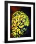 Pineconefish-Barathieu Gabriel-Framed Giclee Print