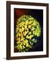 Pineconefish-Barathieu Gabriel-Framed Giclee Print