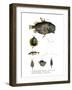 Pineconefish-null-Framed Giclee Print