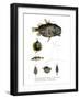 Pineconefish-null-Framed Giclee Print