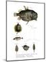 Pineconefish-null-Mounted Giclee Print