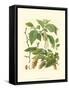 Pinecones & Foliage I-null-Framed Stretched Canvas