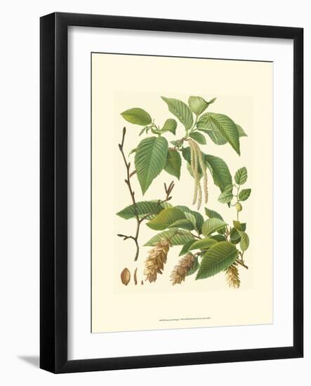 Pinecones & Foliage I-null-Framed Art Print