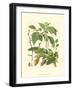 Pinecones & Foliage I-null-Framed Art Print