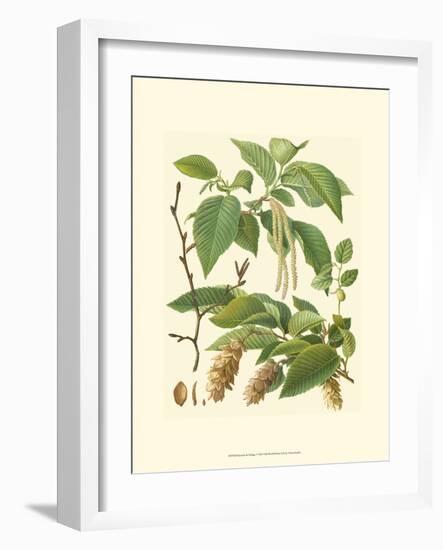 Pinecones & Foliage I-null-Framed Art Print