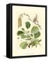Pinecones & Foliage II-null-Framed Stretched Canvas