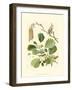 Pinecones & Foliage II-null-Framed Art Print