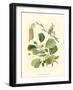 Pinecones & Foliage II-null-Framed Art Print