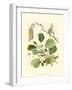 Pinecones & Foliage II-null-Framed Art Print