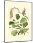 Pinecones & Foliage II-null-Mounted Art Print