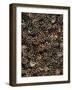 Pinecones-Thonig-Framed Photographic Print