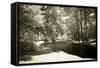 Pines Along the Stream-Alan Hausenflock-Framed Stretched Canvas