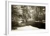 Pines Along the Stream-Alan Hausenflock-Framed Photographic Print