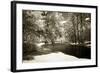 Pines Along the Stream-Alan Hausenflock-Framed Photographic Print