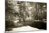 Pines Along the Stream-Alan Hausenflock-Mounted Photographic Print