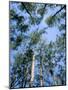 Pines and Sky, Mountain Pine Ridge, Belize, Cental America-Upperhall-Mounted Photographic Print