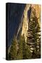 Pines at base of El Capitan, Yosemite National Park, California-Adam Jones-Stretched Canvas
