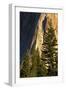 Pines at base of El Capitan, Yosemite National Park, California-Adam Jones-Framed Photographic Print