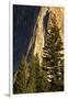 Pines at base of El Capitan, Yosemite National Park, California-Adam Jones-Framed Photographic Print