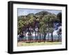 Pines, Cap D'Antibes, 1888-Claude Monet-Framed Giclee Print