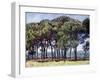 Pines, Cap D'Antibes, 1888-Claude Monet-Framed Giclee Print