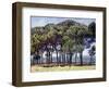 Pines, Cap D'Antibes, 1888-Claude Monet-Framed Giclee Print