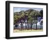 Pines, Cap D'Antibes, 1888-Claude Monet-Framed Giclee Print