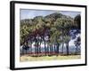 Pines, Cap D'Antibes, 1888-Claude Monet-Framed Giclee Print