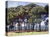 Pines, Cap D'Antibes, 1888-Claude Monet-Stretched Canvas