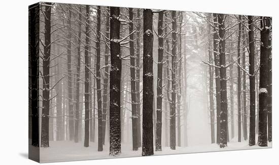 Pines in Snow-James McLoughlin-Stretched Canvas