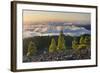 Pines in the Parque Natural Cumbre Vieja, Island La Palma, Canary Islands, Spain-Rainer Mirau-Framed Photographic Print