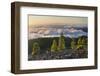 Pines in the Parque Natural Cumbre Vieja, Island La Palma, Canary Islands, Spain-Rainer Mirau-Framed Photographic Print