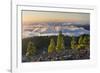 Pines in the Parque Natural Cumbre Vieja, Island La Palma, Canary Islands, Spain-Rainer Mirau-Framed Photographic Print