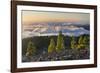 Pines in the Parque Natural Cumbre Vieja, Island La Palma, Canary Islands, Spain-Rainer Mirau-Framed Photographic Print