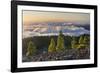 Pines in the Parque Natural Cumbre Vieja, Island La Palma, Canary Islands, Spain-Rainer Mirau-Framed Photographic Print