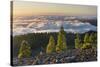 Pines in the Parque Natural Cumbre Vieja, Island La Palma, Canary Islands, Spain-Rainer Mirau-Stretched Canvas