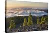 Pines in the Parque Natural Cumbre Vieja, Island La Palma, Canary Islands, Spain-Rainer Mirau-Stretched Canvas